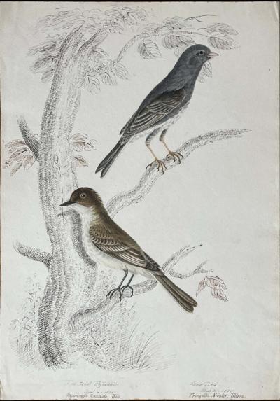 WILLIAM POPE THE PEOWIT FLYCATCHER APRIL 4 1836 MUSCICAPA NUNCIOLA WILS 