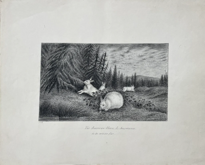 WILLIAM POPE WILLIAM POPE BRITISH CANADIAN 1811 1902 THE AMERICAN HARE IN ITS WINTER FUR