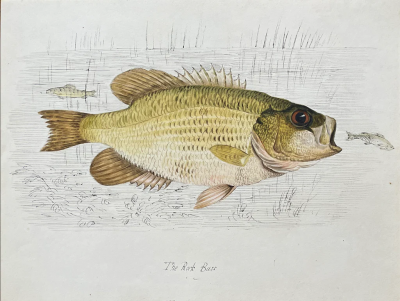 WILLIAM POPE WILLIAM POPE BRITISH CANADIAN 1811 1902 THE ROCK BASS