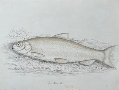 WILLIAM POPE WILLIAM POPE BRITISH CANADIAN 1811 1902 THE WHITE FISH REDUCED