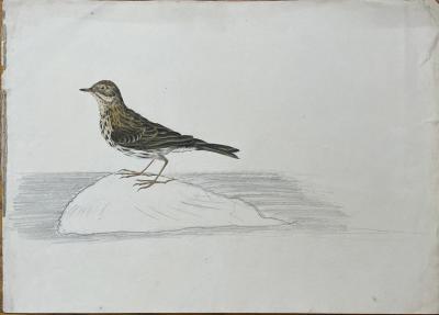 WILLIAM POPE WILLIAM POPE BRITISH CANADIAN 1811 1902 UNTITLED BIRD ON A ROCK 