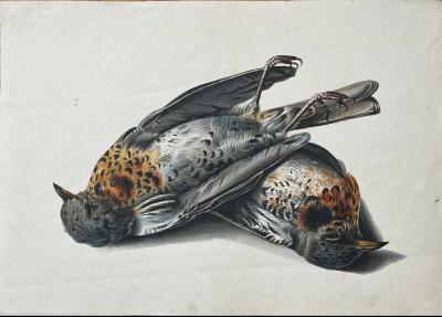 WILLIAM POPE WILLIAM POPE BRITISH CANADIAN 1811 1902 UNTITLED FIELDFARES 
