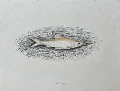 WILLIAM POPE WILLIAM POPE BRITISH CANADIAN 1811 1902 UNTITLED SMALL FISH JUNE 1844