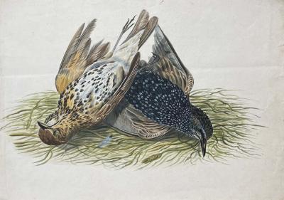 WILLIAM POPE WILLIAM POPE BRITISH CANADIAN 1811 1902 UNTITLED TWO BIRDS 