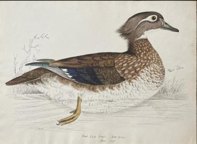 WILLIAM POPE WOOD DUCK FEMALE ANAS SPONSA APRIL 1847