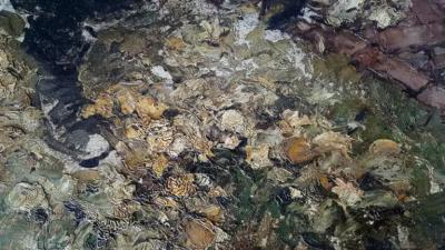 Walt Louderback The Scuffle