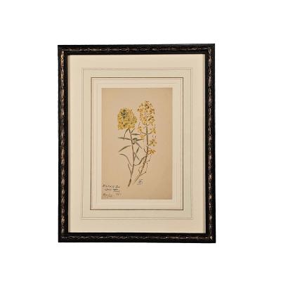 Watercolor Botanical U S A dated 1928