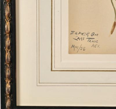 Watercolor Botanical U S A dated 1928