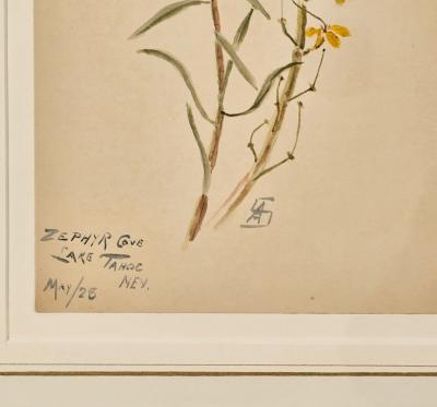 Watercolor Botanical U S A dated 1928