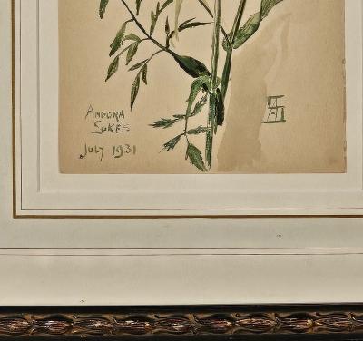Watercolor Botanical U S A dated 1931