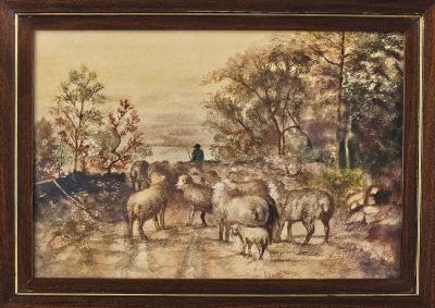 Watercolor of Sheep U S A circa 1950