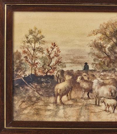 Watercolor of Sheep U S A circa 1950
