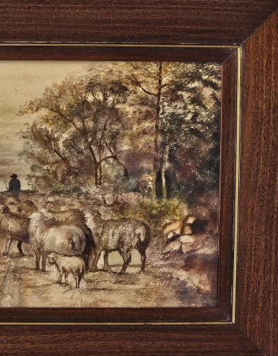 Watercolor of Sheep U S A circa 1950