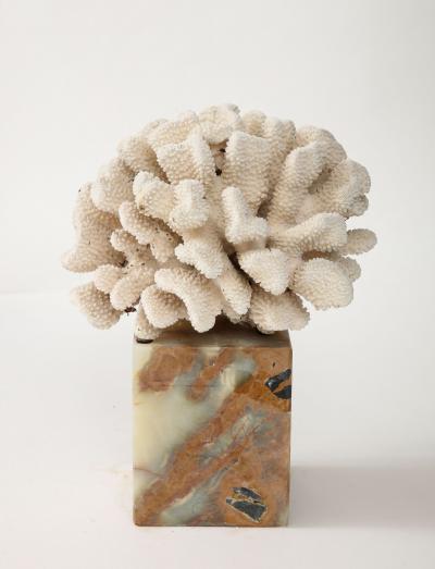 White Coral Sculpture on Marble Base