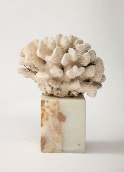 White Coral Sculpture on Marble Base