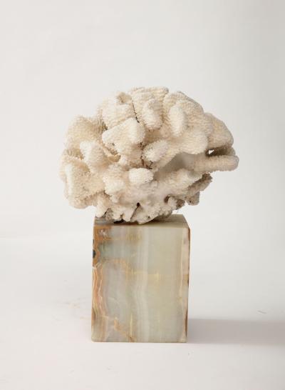 White Coral Sculpture on Marble Base