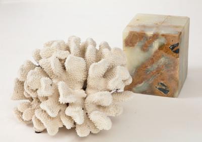 White Coral Sculpture on Marble Base