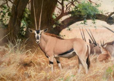 Wilhelm Kuhnert Nialas at rest