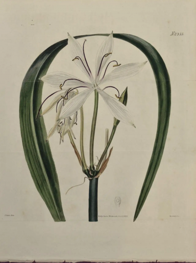 William Curtis A 19th Century Hand colored Engraving of a Flowering Crinum Plant by Curtis