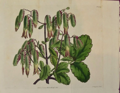 William Curtis Flowering Air Plant A 19th Century Hand colored Engraving by William Curtis