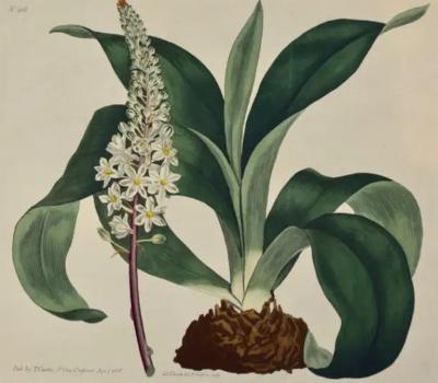 William Curtis Flowering Sea Onion A 19th Century Hand colored Engraving by William Curtis