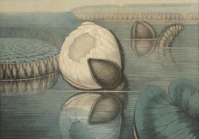 William Sharp 19th Century William Sharp Water Lily Color Lithograph