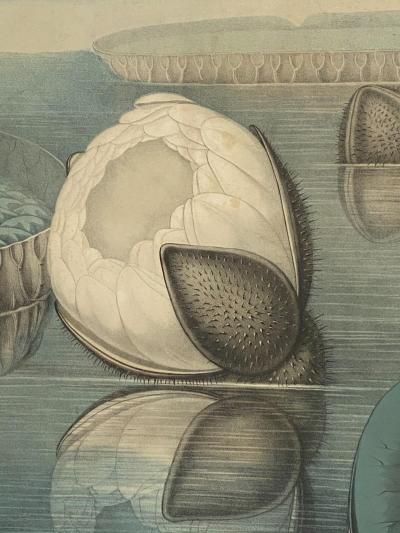 William Sharp 19th Century William Sharp Water Lily Color Lithograph