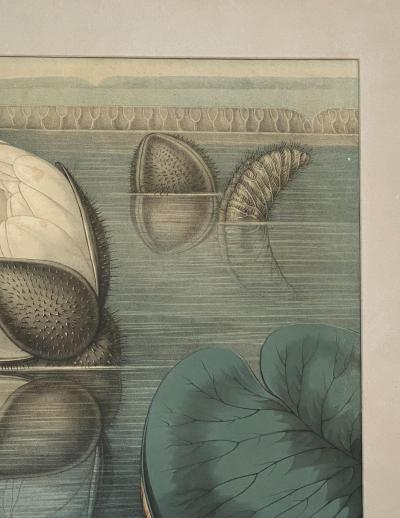 William Sharp 19th Century William Sharp Water Lily Color Lithograph