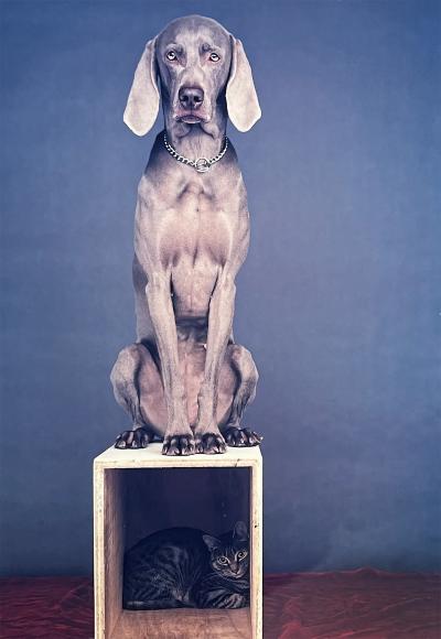 William Wegman Polaroid Church Steeple Dog and Cat Large Format Polaroid