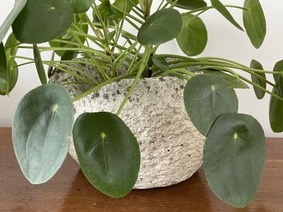 Willy Guhl CONCRETE FOUNDRY POTS