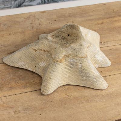 Willy Guhl Midcentury Swiss Willy Guhl Clam Shell Planter