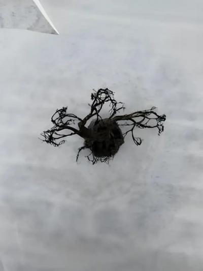 Wire tree of life medal sculpture
