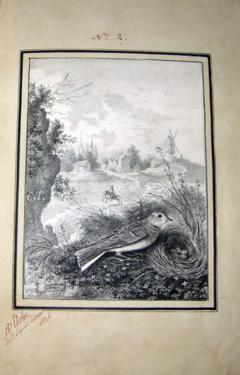  ANTOINE CHARLES THELOT OISEAUX DESSINES D APRES NATURE A LA PLUME  - 2922851