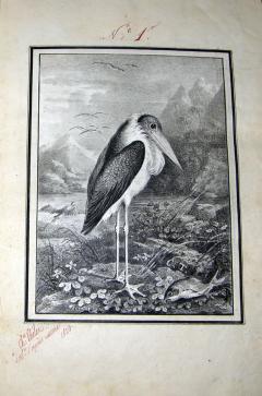  ANTOINE CHARLES THELOT OISEAUX DESSINES D APRES NATURE A LA PLUME  - 2922866