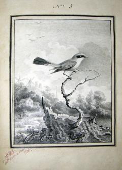  ANTOINE CHARLES THELOT OISEAUX DESSINES D APRES NATURE A LA PLUME  - 2923445