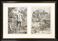  Albinus Albinus Pair of Anatomical Studies  - 2300446