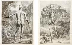  Albinus Albinus Pair of Anatomical Studies  - 2301493