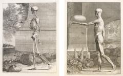  Albinus Albinus Pair of Anatomical Studies engravings - 1085871