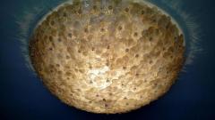  Barovier Toso Pair of Amazing Murano Glass Ceiling Light by Barovier Toso 1960 - 3579840