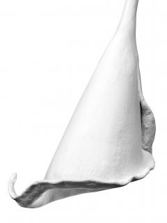  Benediko Calla Lily Chandelier Pendant in White Plaster - 3809747