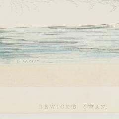  Benjamin Fawcett Hooper Berwicks Swans by Benjamin Fawcett 1852  - 3353461