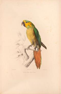  Charles de SOUANC Iconographie des perroquets by Charles de SOUANC  - 3447156