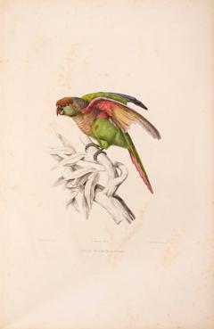  Charles de SOUANC Iconographie des perroquets by Charles de SOUANC  - 3447157