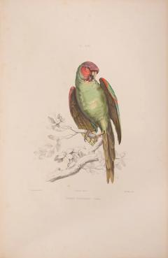  Charles de SOUANC Iconographie des perroquets by Charles de SOUANC  - 3447158