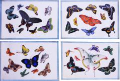  China School China Export Watercolours on Pith PAper set of Twelve Butterflies - 1060025