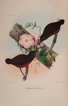  Daniel Giraud ELLIOT A monograph of the pittidae or family of ant thrushes by Daniel Giraud ELLIOT - 3454389