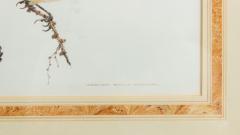  David Kerr English Victorian Bird Watercolor 35 - 3188828