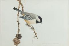  David Kerr English Victorian Bird Watercolor 35 - 3198181
