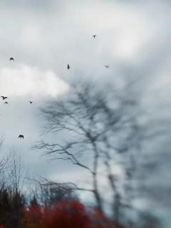  Elena Lyakir Elena Lyakir Where Swallows Hide Photograph Aves Series 2017 - 3537066