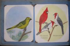  G RAUBER G RAUBER GERMAN GEFIEDERTES VOLK FEATHERED FOLK  - 2922832